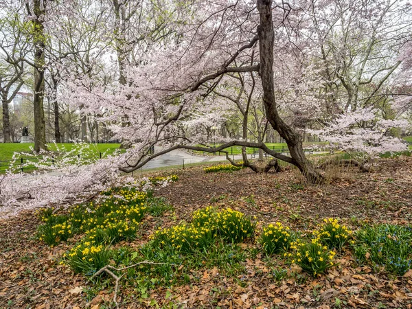 Central park, new york city jaro — Stock fotografie