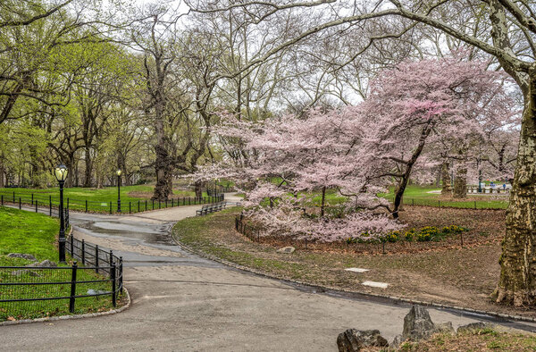 Spring in Central Park with Cherry trees