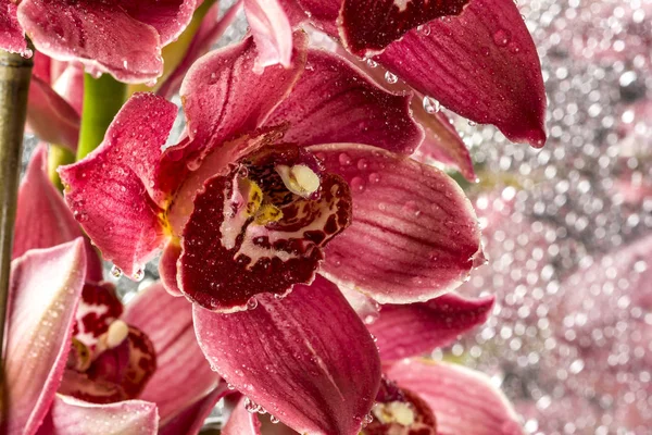 보트 또는 cymbidium 난초 — 스톡 사진