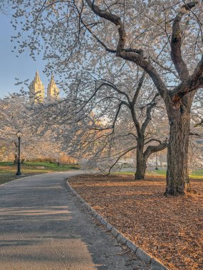 Central park, new york city erken Bahar