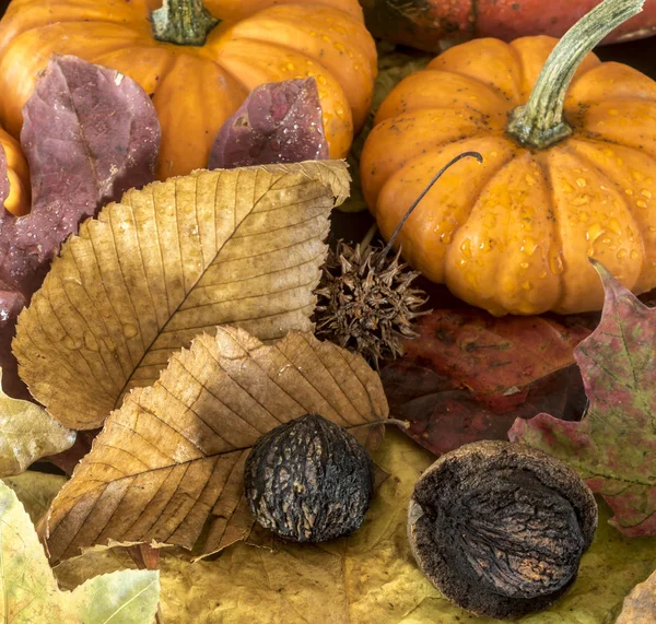 Jesień Martwa Natura Dyni Barwne Listowie — Zdjęcie stockowe