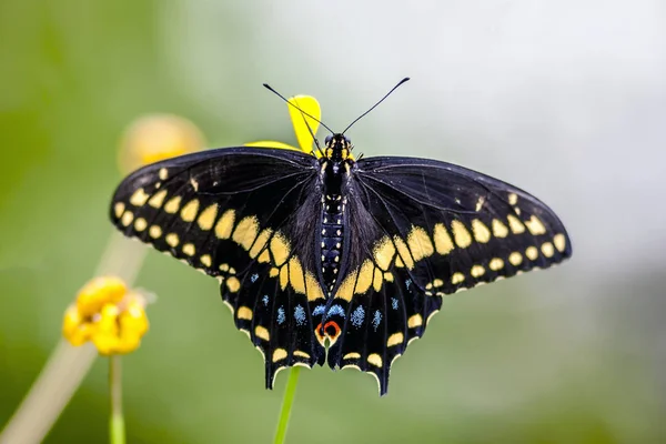 Östra Tiger Swallowtail Papilio Glaucus Ingår Släktet Swallowtail Butterfly Infödda — Stockfoto