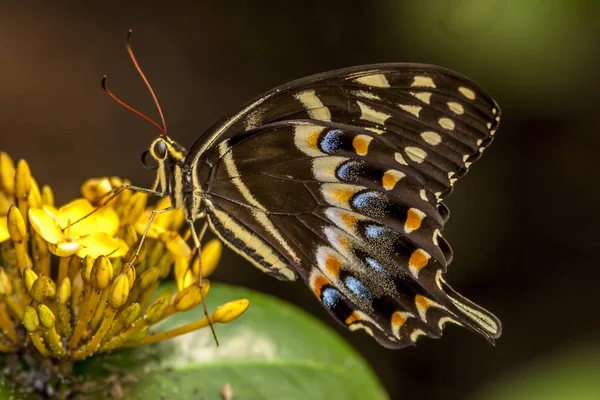 Östra Tiger Swallowtail Papilio Glaucus Ingår Släktet Swallowtail Butterfly Infödda — Stockfoto