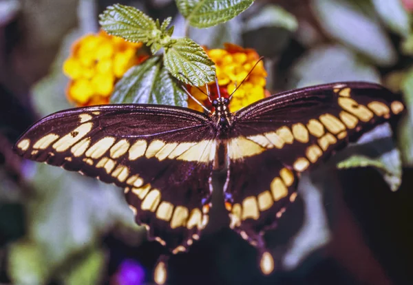 Wschodniej Tiger Swallowtail Papilio Glaucus Gatunek Swallowtail Motyl Rodzimych Wschodniej — Zdjęcie stockowe