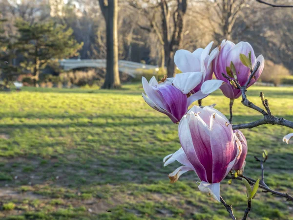 Central Park Nowy Jork Wczesną Wiosną — Zdjęcie stockowe