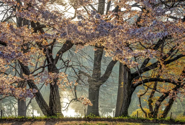 Central Park Nueva York Principios Primavera —  Fotos de Stock
