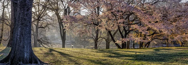 Central Park Nueva York Principios Primavera —  Fotos de Stock