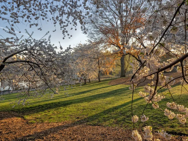 Central Park New York All Inizio Della Primavera — Foto Stock