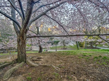 Bahar central park, new york city 