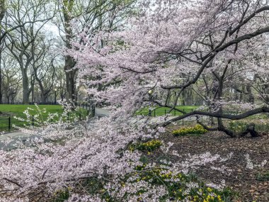 Bahar central park, new york city 
