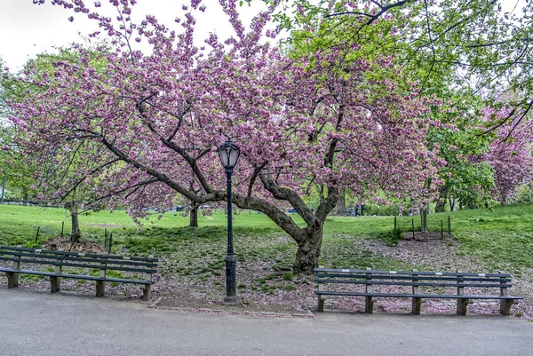 Центральный парк Нью-Йорка — стоковое фото