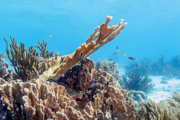 カリブ海サンゴ礁Καραϊβική ακτή στον Παναμά — ストック写真