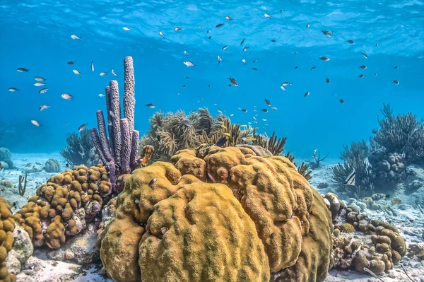 Caribische koraalrif — Stockfoto