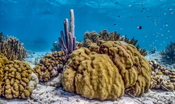 加勒比珊瑚礁 — 图库照片