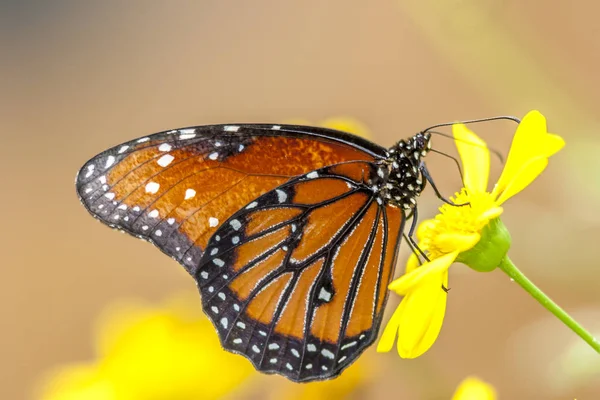 Farfalla Monarca Danaus Plexippus Una Farfalla Mungitura Sottofamiglia Danainae Della — Foto Stock