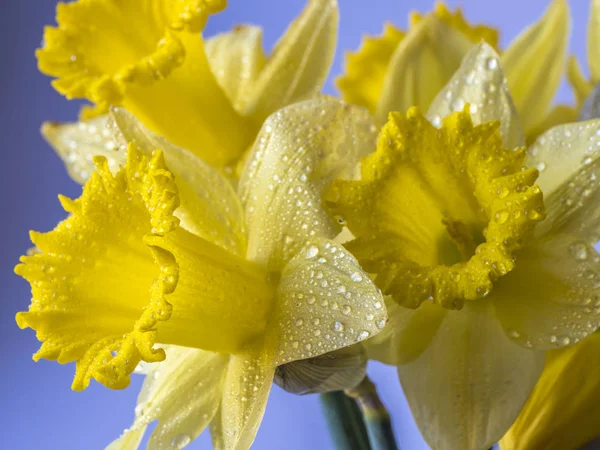 Daffodil em estúdio — Fotografia de Stock
