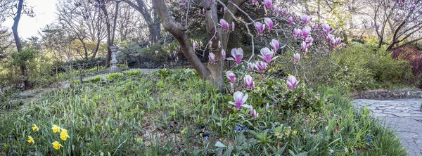 Central Park, New York City Spring — Stockfoto