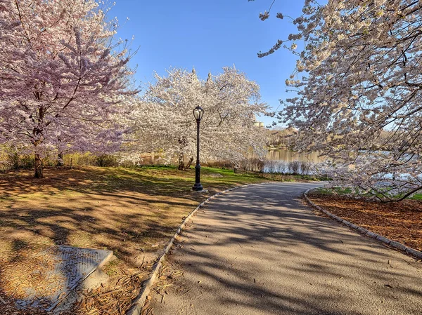 Central park, new york city våren — Stockfoto