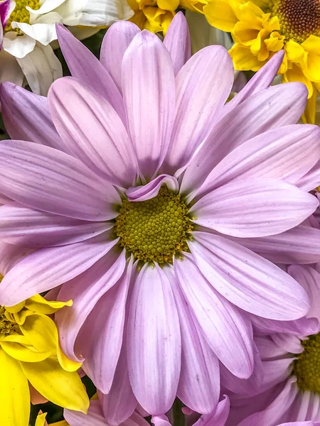 Daisy flower in close up — Stock Photo, Image