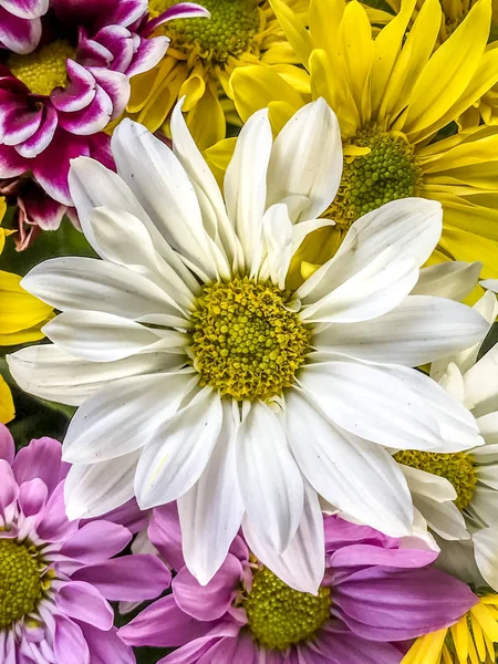 Daisy flower in close up — Stock Photo, Image