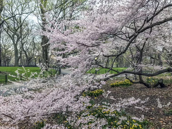 Central Park, New York City spring — Stock Photo, Image