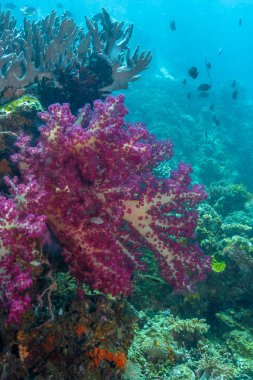 Coral reef Güney Pasifik