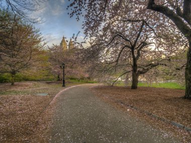 Central park, new york şehri göle