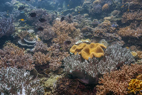 Recifes de Coral Pacífico Sul — Fotografia de Stock