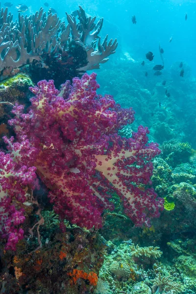 Coral reef South Pacific — Stock Photo, Image