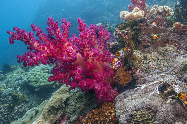 Coral reef południowego Pacyfiku — Zdjęcie stockowe