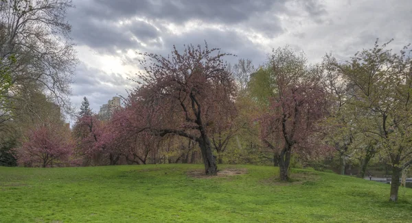 Central Park in het voorjaar — Stockfoto