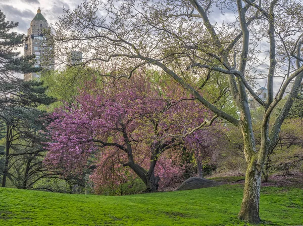 Central Park'ta bahar — Stok fotoğraf