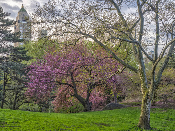 Spring in Central Park, New York City with Japanese cherry trees in full bloom