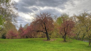 Central Park'ta bahar