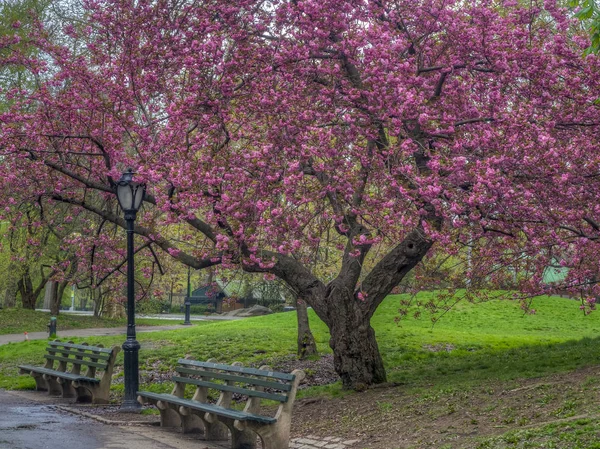 Central Park na jaře — Stock fotografie