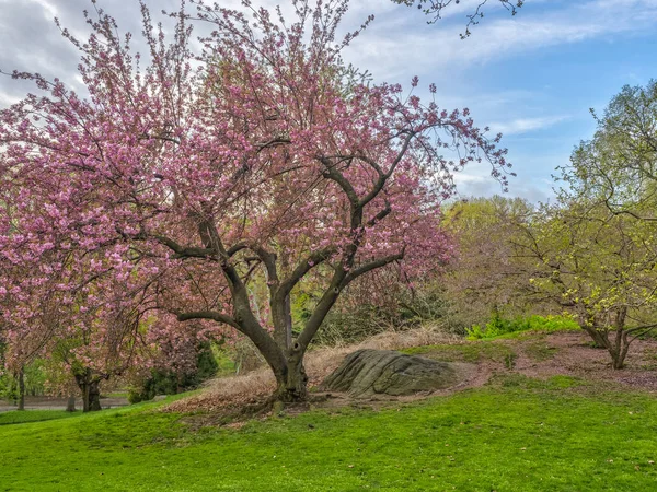 Central Park under våren — Stockfoto