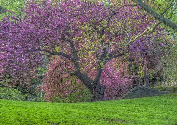 Central Park im Frühling — Stockfoto
