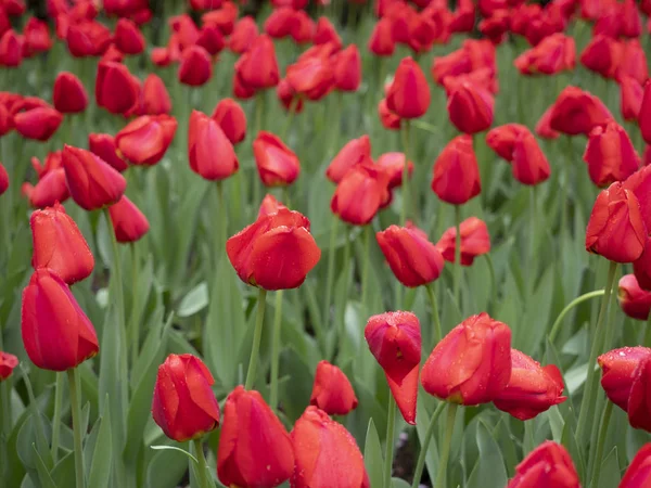 Tulip — Stock Photo, Image