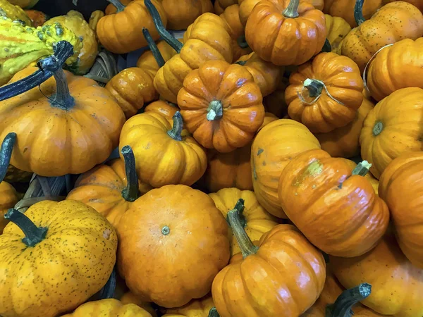 Pumpkin in still life — Stock Photo, Image