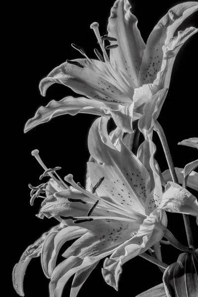 Floración Lily en flor —  Fotos de Stock