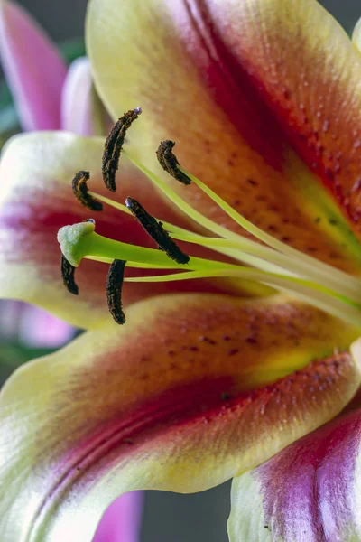 Квіти Лілі цвітуть — стокове фото