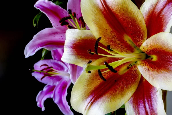 Kvetoucí Lily v rozkvětu — Stock fotografie
