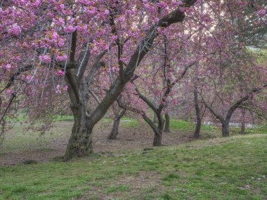 Central Park'ta bahar