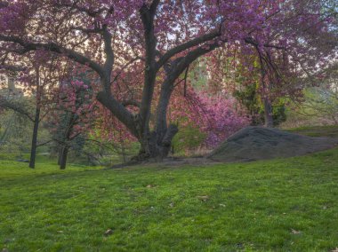 Central Park'ta bahar