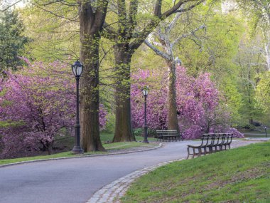 Central Park'ta bahar
