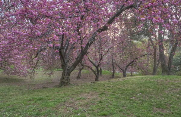 Central Park in het voorjaar — Stockfoto