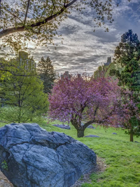 Central Park im Frühling — Stockfoto