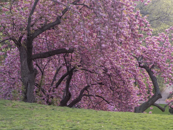 Central Park na jaře — Stock fotografie