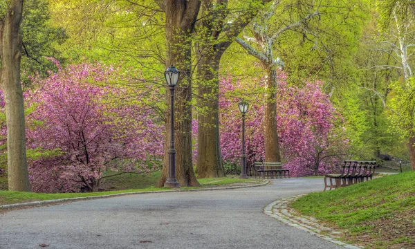 Central Park au printemps — Photo