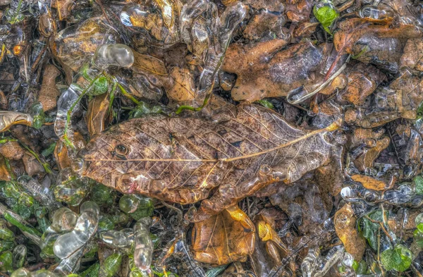 Autumn leaves in forest — Stock Photo, Image